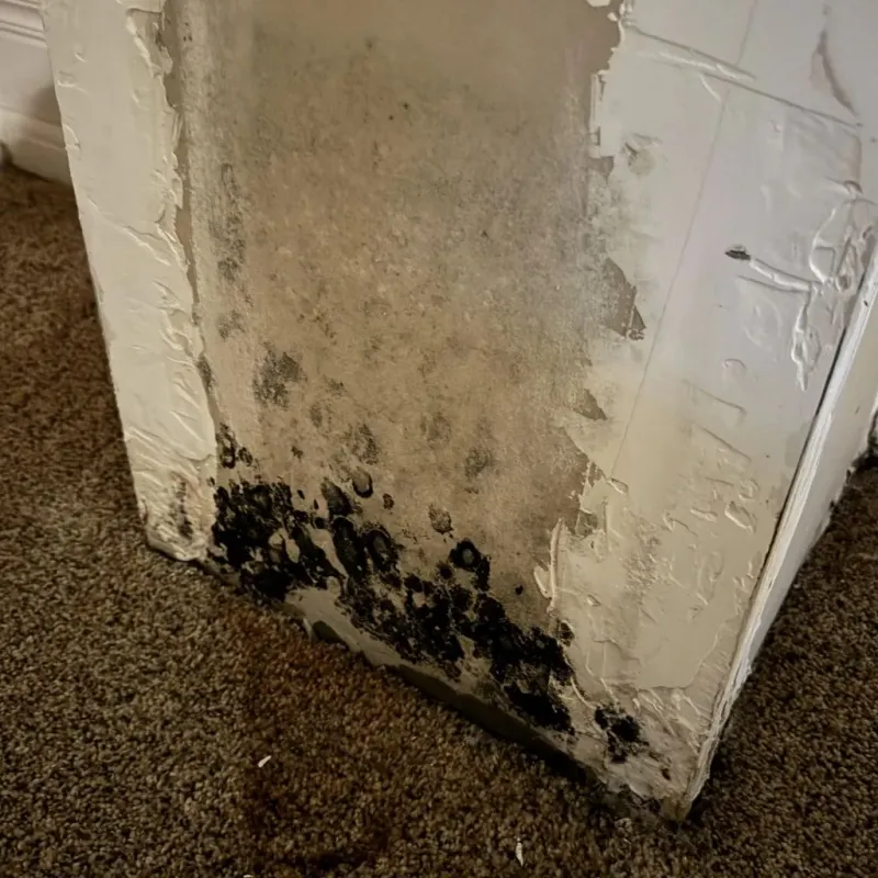 Professional Mold Removal in Ashfield, MA